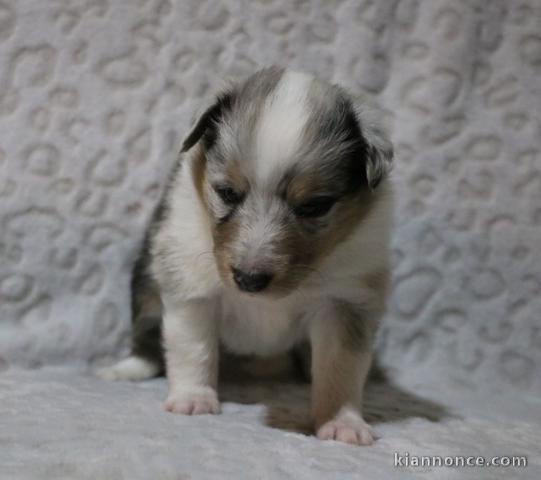 shetland sheepdog adorable