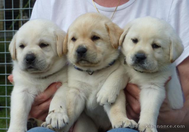 chiot labrador retriever femelle/mâle