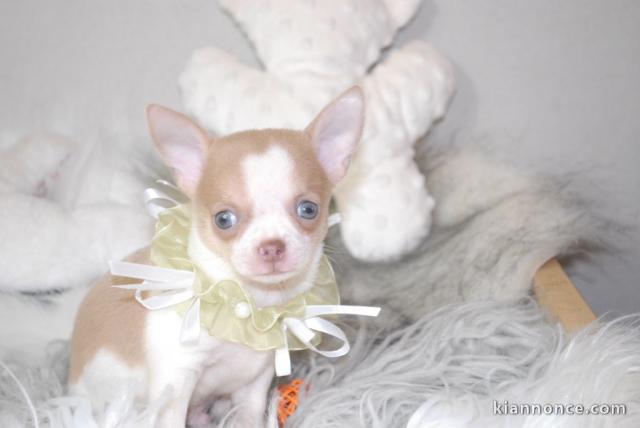 A donner chiot chihuahua très belle femelle