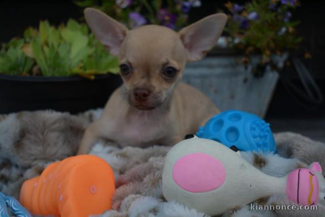 Chiot chihuahua femelle très belle couleur pour adoption