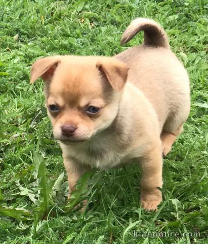 Chiot chihuahua femelle très belle couleur pour adoption