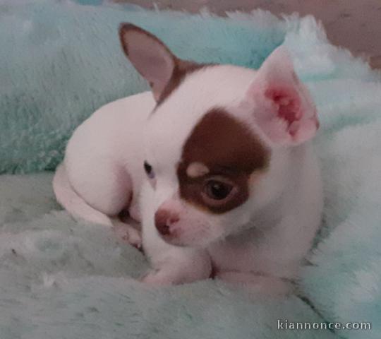 Donnez chiot chihuahua femelle non lof