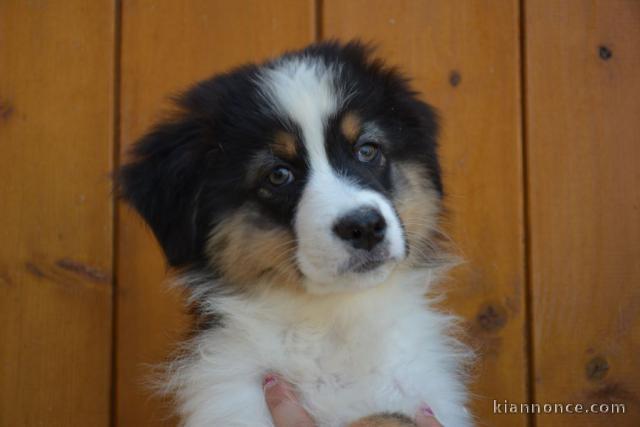 Adorable chiots  Berger Australien