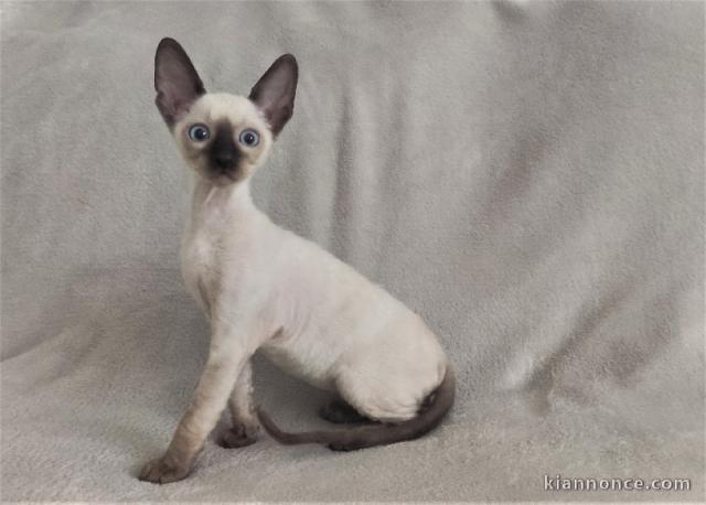 Cornish Rex Chatons cherchent famille