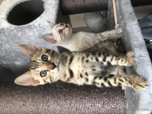 MAGNIFIQUES CHATONS BENGAL