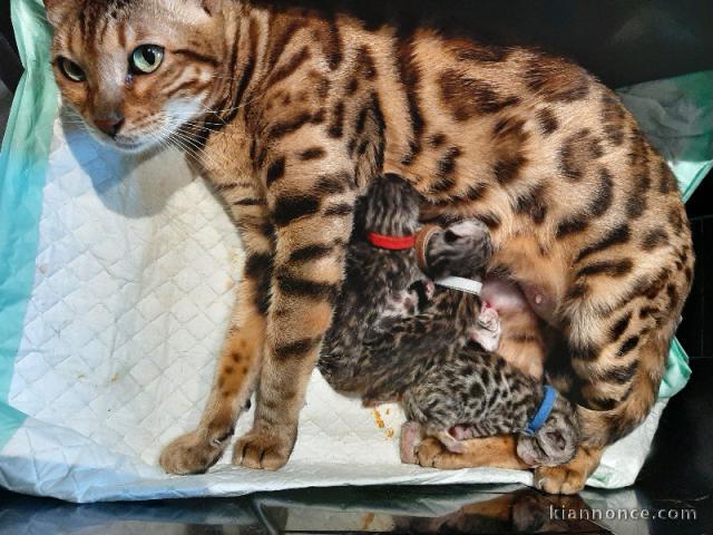 A DONNER CHATONS BENGAL