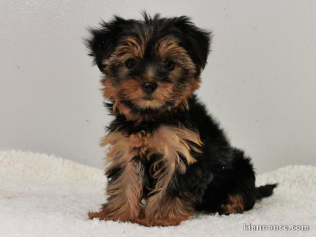 Chiot femelle yorkshire terrier a adoptez