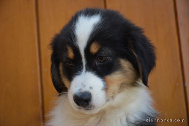 Adorable chiots  Berger Australien