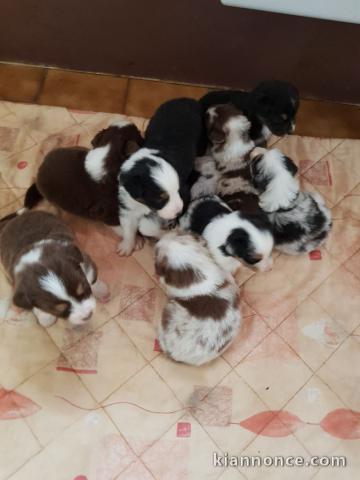 Adorable chiots  Berger Australien