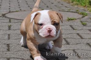 Magnifique et adorable chiot american bully