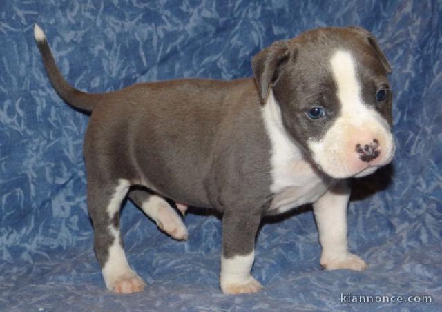 Magnifique et adorable chiot american staffordshire terrier