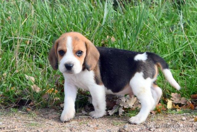 Magnifique et adorable chiot beagle