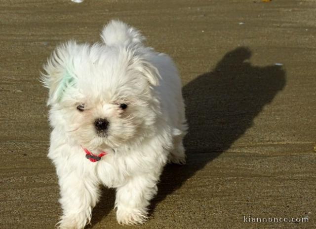 Magnifique et adorable chiot bichon maltais