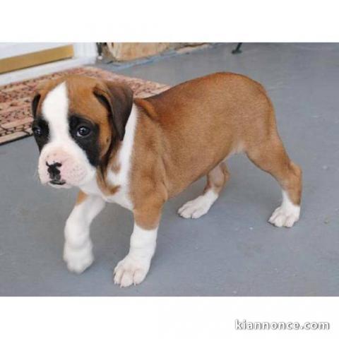 Magnifique et adorable chiot boxer