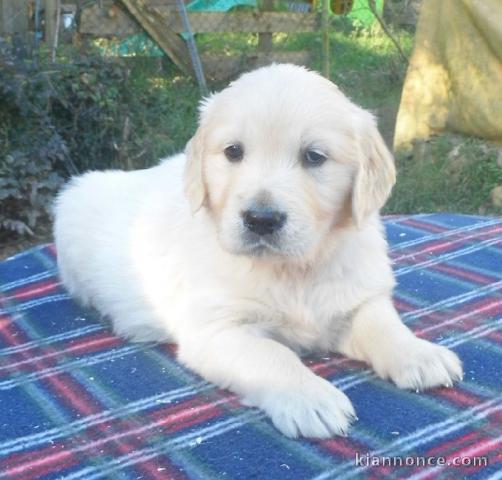 Magnifique et adorable chiot golden retriever