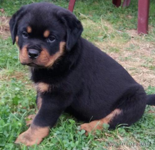 Magnifique et adorable chiot rottweiller