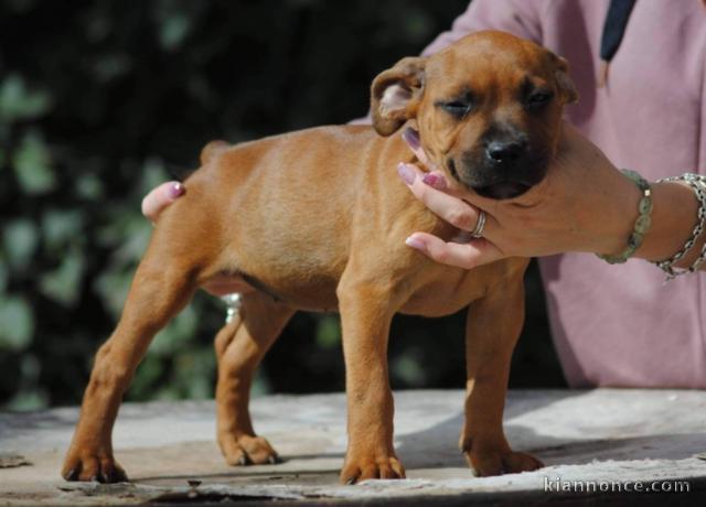 Chiots Staffordshire Bull Terrier a donner