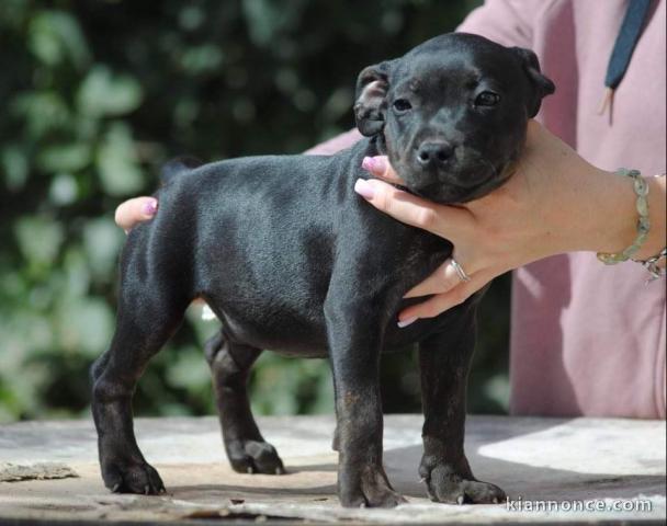 Chiots Staffordshire Bull Terrier a donner