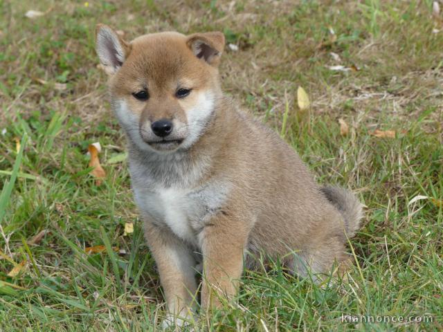 Chiots shiba inu lof de couleur fauve