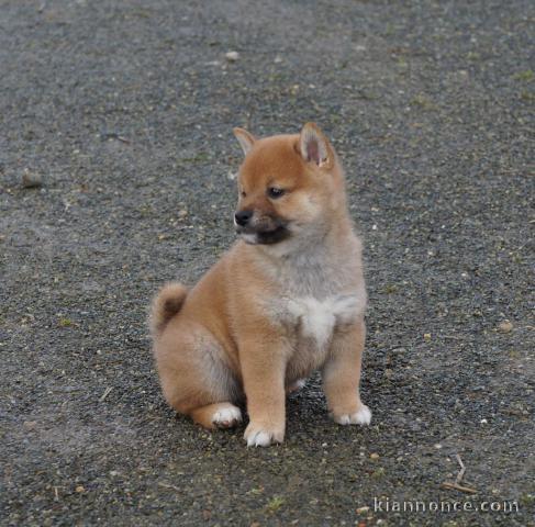 Sublimes Chiots Shiba Inu Pure Race