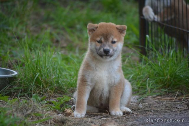 Sublimes Chiots Shiba Inu Pure Race