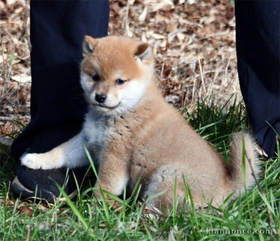 Magnifique et adorable chiot shiba inu