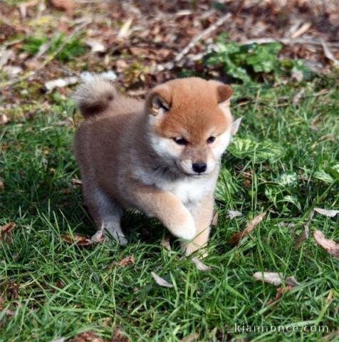 Magnifique et adorable chiot shiba inu