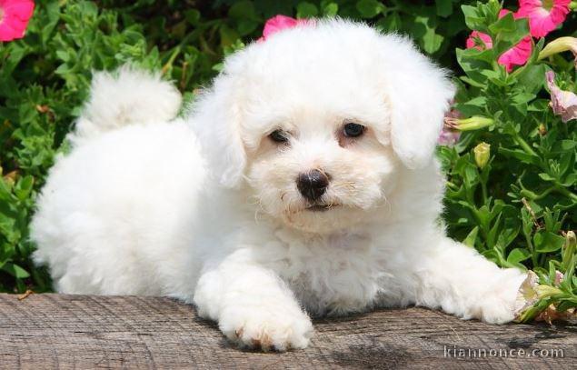 adorable chiot bichon frisé 