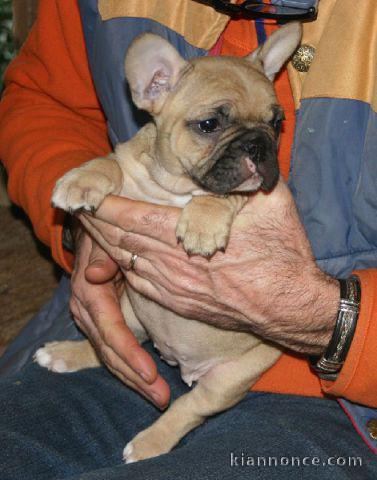  adorable chiot bouledogue francais