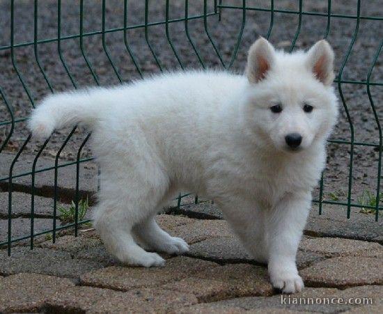 chiots berger suisse a donner