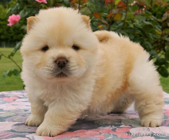 adorable chiot chow-chow 