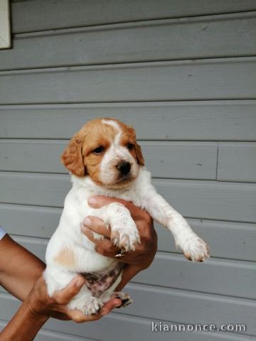 Magnifique et adorable chiot epagneul breton