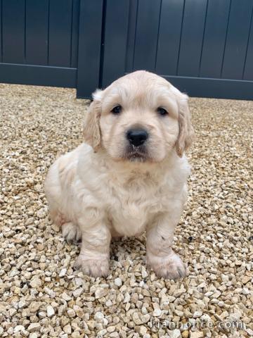adorable chiot golden retriever