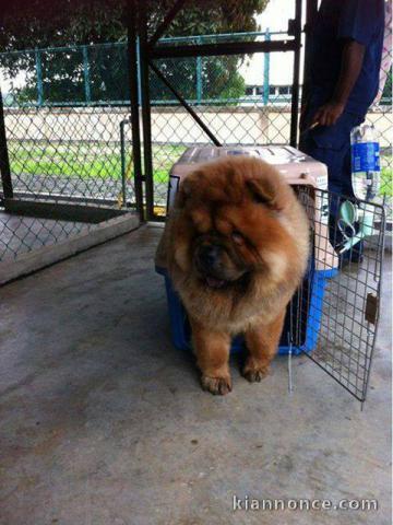 ADOPTION MAGNIFIQUE CHIOTS TYPE CHOW CHOW