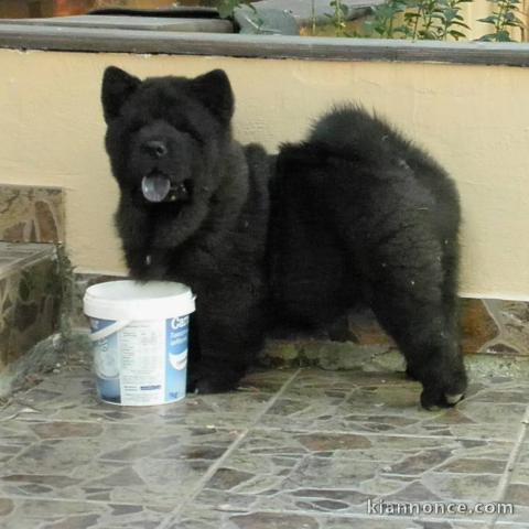 Adorables chiots de race chow-chow disponibles de suite