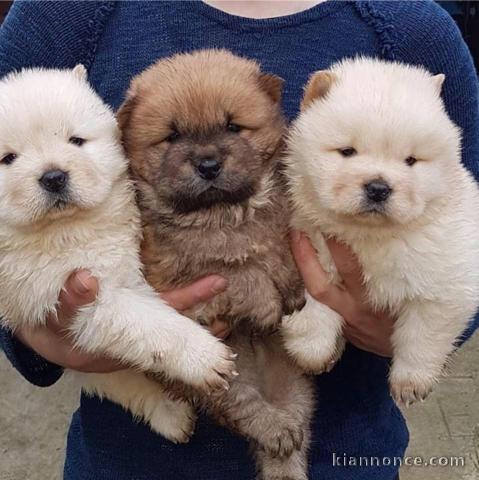 ADOPTION MAGNIFIQUE CHIOTS TYPE CHOW CHOW