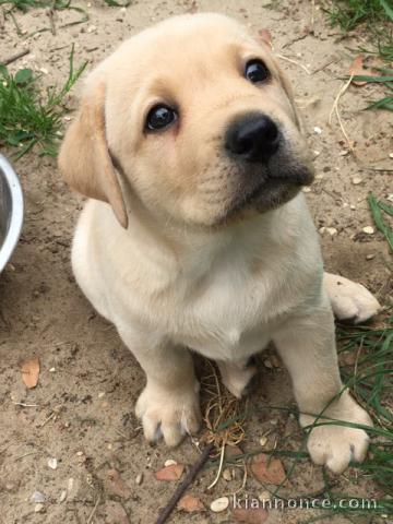 Magnifique et adorable chiot labrador 