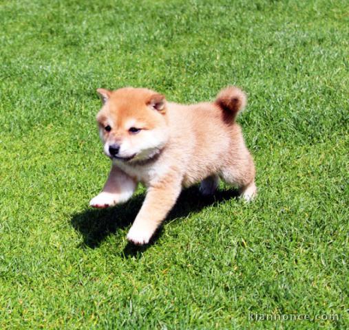 Magnifique et adorable chiot shiba inu