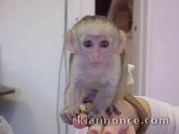 Bébé singe Capucin inscrit lof très choyé