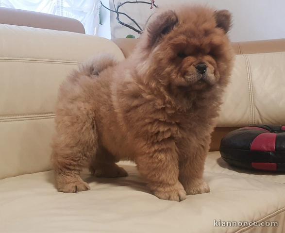 Adorables chiots de race chow-chow disponibles de suite