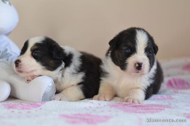 Je donne Chiots Berger Australien 