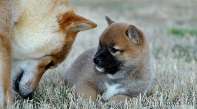 Très beau Chiots Shiba disponible 