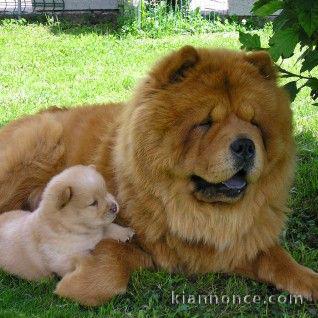 adorables chow chow a donner