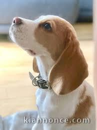 chiot beagle pour famille