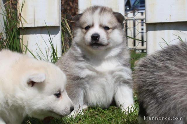 chiots pomsky a donner