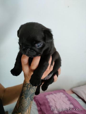 Chiot carlin a la cherchant des familles daceuil