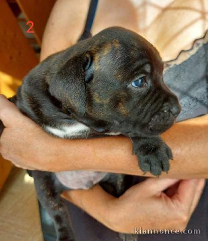 Chiots Staffordshire bull terrier Disponibles à la réservation