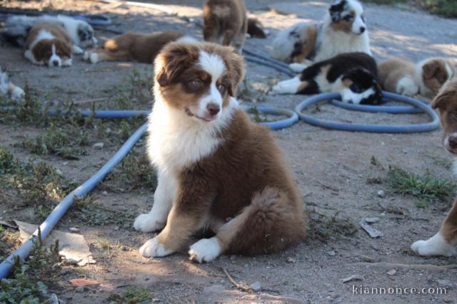 Magnifique Chiots Berger Australien à donner