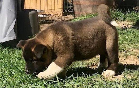 Chiots type Akita a ceder