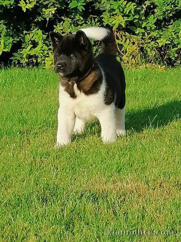 Chiots type Akita a ceder